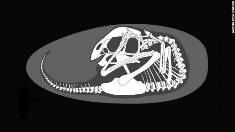 <p class="MsoNormal">2010 yılında yumurta içindeki kemiklerin fark edilmesinin ardından fosilleri incelemeye başlayan bilim insanları, yumurtalardan birinin "Bebek Yingliang" adını verdikleri bir embriyo içerdiğini belirtti.<o:p></o:p></p>
