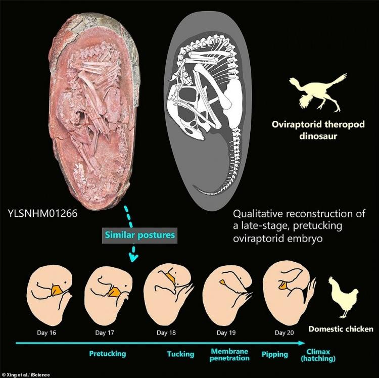<p class="MsoNormal">Bir oviraptorosaur olan fosilleşmiş yumurta içindeki dinozorun, iki ayak üzerinde yürüyen ve küçük ön ayakları olan etobur dinozorlar grubu therapod ailesinin bir parçası olduğu aktarıldı.<o:p></o:p></p>
