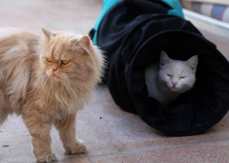 <p>Seccadi'nin kliniğinde başka bir cins kedi ile çiftleştirilen İran Kedisi, sezaryen ameliyatla ikisi eril ikisi dişil 4 yavru dünyaya getirdi.</p>
