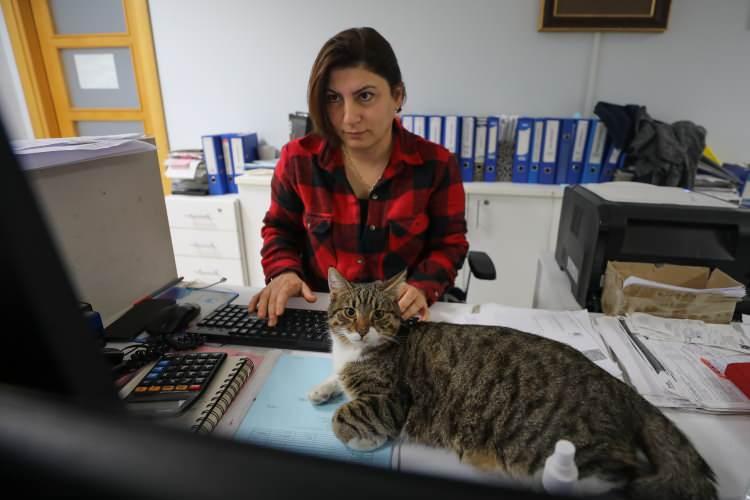 <p>Fabrika personeli ise bu duruma bir hayli alışmış durumda. Onlar için aslında şaşırtıcı bir durum yok çünkü yıllardır bu sokak hayvanlarıyla iç içe mesai yürütüyorlar.</p>
