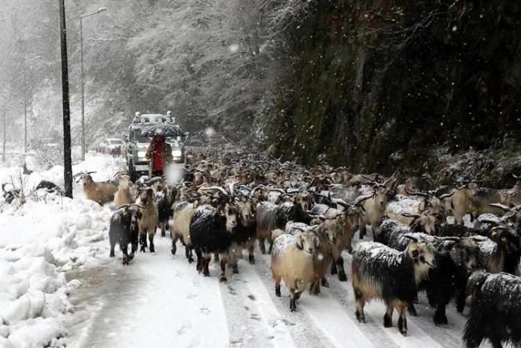 <p>Artvin</p>

<p>Artvin'de iki gündür etkili olan kar sebebiyle 87 köyle ulaşım sağlanamıyor. İl Özel İdaresince kapalı yolları açma çalışmalarına devam ediliyor. Kent merkezinde de gece boyu aralıklarla devam eden yağış sonucu kar kalınlığı yer yer 30 santimetreyi buldu. Artvin Belediyesi ekipleri, ana cadde ve mahalle yollarının kapanmaması ve şehir içi trafiğinin aksamaması için kar küreme ve tuzlama çalışması yürütüyor. Öte yandan kentin önemli turizm merkezlerinden Atabarı Kayak Merkezi'nde kar kalınlığı 1 metreyi buldu.</p>
