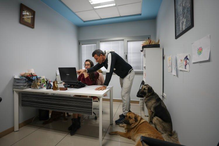 <p>Can Şafak Uzsoy, her sabah köpekleriyle yaptığı 1,5 saatlik doğa yürüyüşünün ardından onlarla birlikte fabrikadaki mesaisine başlıyor.</p>
