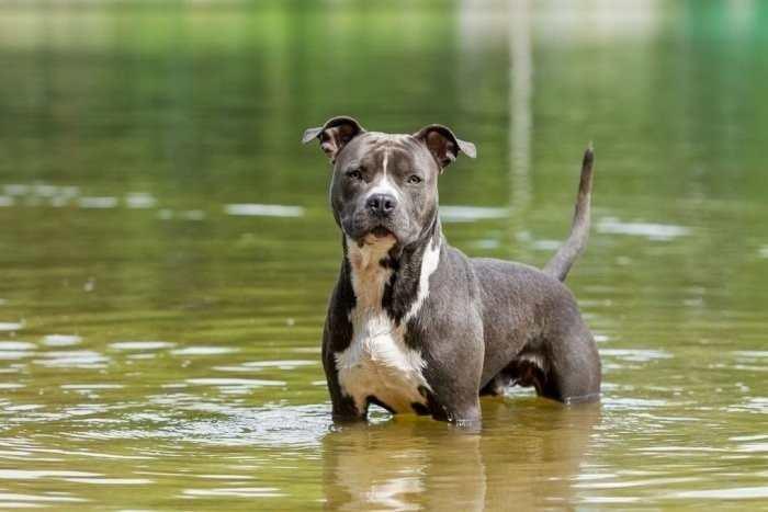 <p>Melezleştirilip, sert dövüş eğitim teknikleriyle pitbullar iyice saldırganlaştırıldı. Karşısına hemcinsleri dışında, boğalar da çıkarılıyordu..</p>
