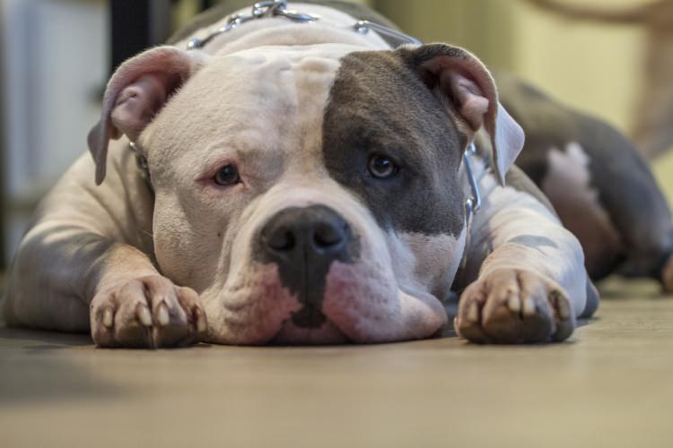 <p>Pitbullar, en acımasız yüzlerinden birini 22 Aralık günü Gaziantep'te gösterdi. 4 yaşındaki Asiye'yi babasının çalıştığı sitenin yöneticilerine ait iki pitbull aralarına alıp parçalamaya kalktı..</p>
