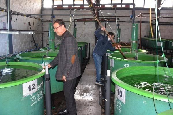 <p>Zamanla kayıplar çok yüksek olacaktır. Su akıntıları veya çiftlikten kaçan balıklarla hastalık yayılacaktır" dedi. Hastalıkla ilgili detayların yer aldığı bilimsel çalışmanın uluslararası Journal of the Hellenic Veterinary Medical Society adlı dergide yayınlandığını anlatan Tanrıkul, bu hastalık türüne dışarıdan bakıldığında bir belirti göstermediğini ancak otopsi yapıldığında dalaktaki büyümeyle anlaşıldığını ifade etti.</p>