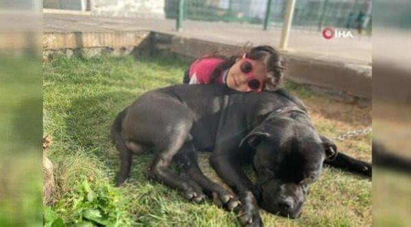 <p>Bir anda canavarlaşan bu köpeklerin elinden küçük asiye güçlükle kurtarıldı. </p>
