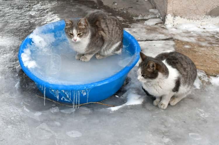 <p>Kars'ın Sarıkamış ilçesinde etkili olan soğuk hava hayatı olumsuz etkiledi.</p>

<p> </p>
