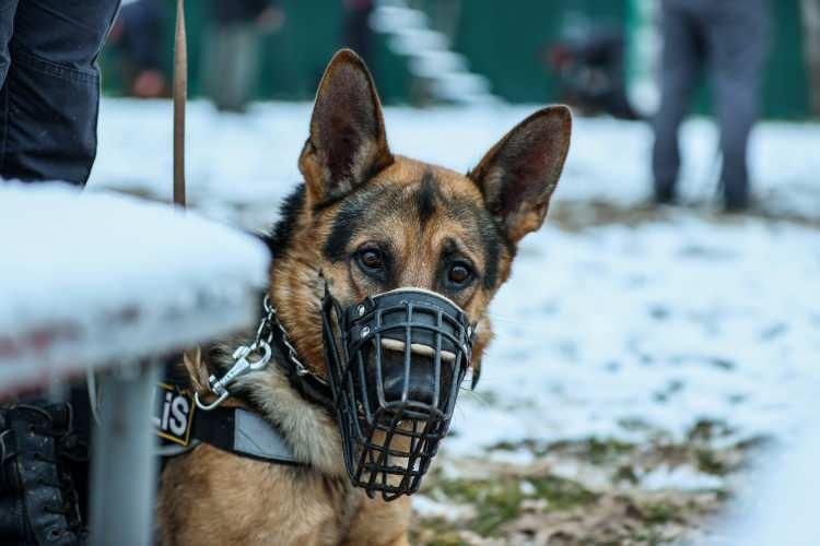 <p>Görev köpeklerimizden daha iyi sonuç veren dedektör henüz yapılamadı. </p>