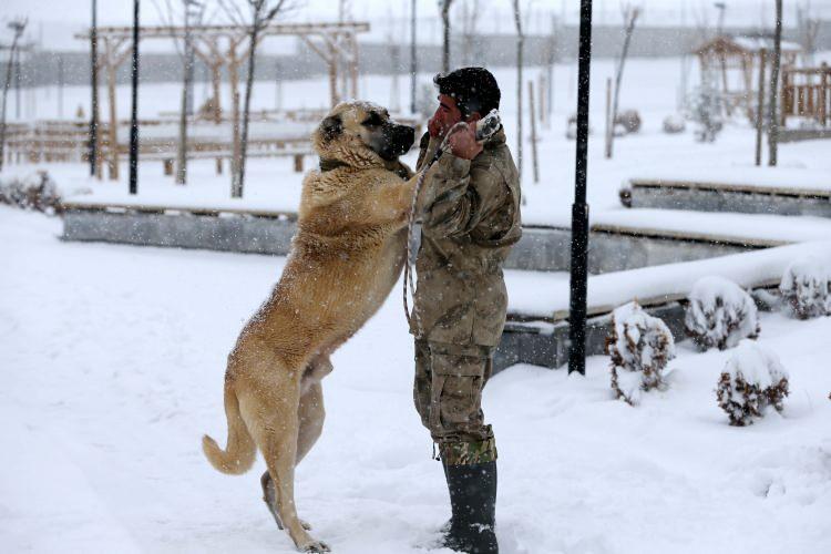 <p>Kangal köpeklerinin iştahlarında açılma, hareketlilik, canlılık var, daha çok arazide gezmek ve daha çok enerji sarf etmek istiyorlar. Yüzleri gülüyor diyebiliriz." dedi.</p>