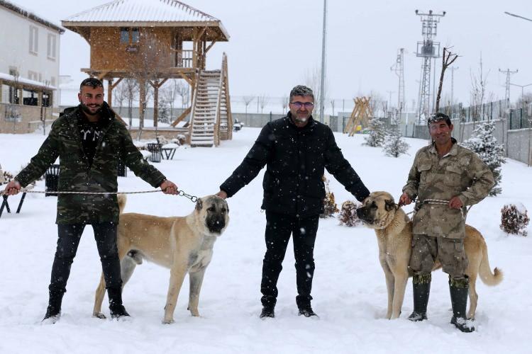 <p>Özellikle çiftlik merkezimiz yüksek ve yayla havasına sahip olduğu için biraz daha rahat geçiyor. Sıcak bölgelerdeki Kangal köpeklerinin daha pasif, günün büyük kısmını uyuyarak geçirdiğini görüyoruz.</p>