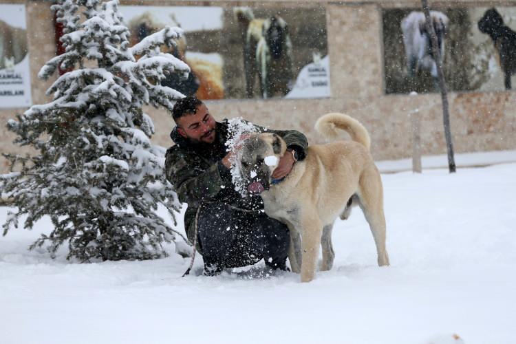 <p><strong>SICAKTAN OLUMSUZ ETKİLENİYORLAR</strong></p>
<p> </p>
<p>Kangal köpeklerinin sıcak havada sıkıntı yaşadığına dikkati çeken Genç, şunları kaydetti:</p>
<p>"Kangallar tüy, vücut ve fizyolojik yapısı itibarıyla soğuğa adapte olduğu için sıcaktan olumsuz etkileniyor.</p>