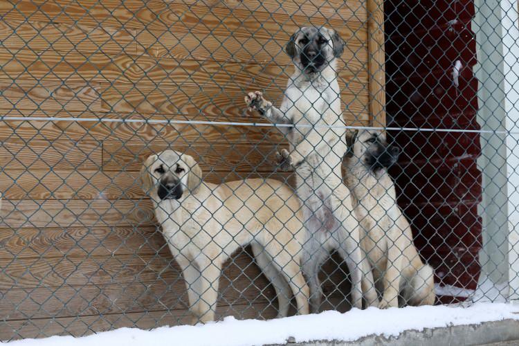 <p>Kangal köpeklerinin karın üzerinde kıvrılarak ve burunlarını kuyruk kısmına sokarak bu şekilde yaşadıklarını ve hiçbir sıkıntı yaşamadıklarını gördük." ifadesini kullandı.</p>