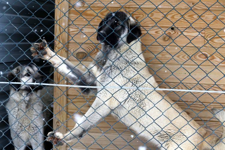 <p><strong>SICAK YERDE YETİŞEN KANGALLARIN TÜY YAPISI FARKLI </strong></p>
<p> </p>
<p> </p>
<p>Genç, Kangal köpeklerinin karda ve soğuk havada metabolizmalarının daha hızlı çalıştığını, daha çok enerji sarf etmek istediğini ve iştahlarında artış olduğunu dile getirdi.</p>
<p> </p>
