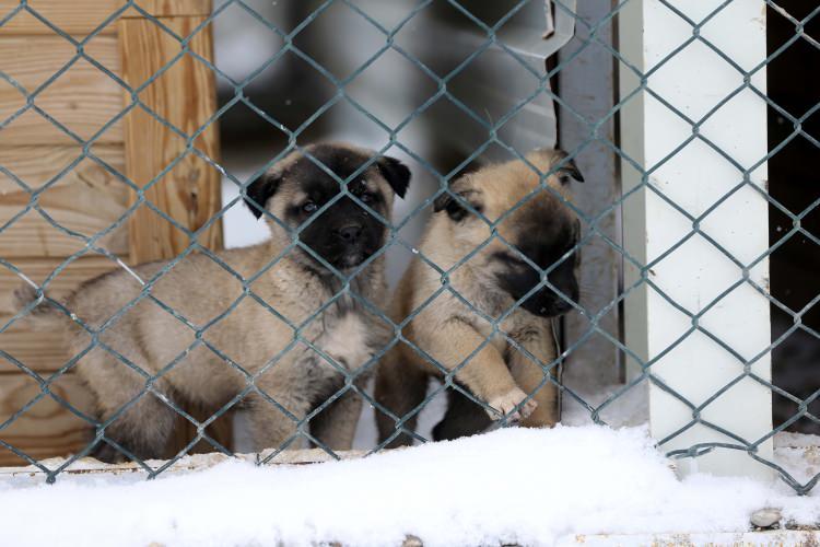<p>Sivas şartlarında yetişmeyen köpeklerin dış görünüşünde farklılıklar olabileceğini belirten Genç, şöyle devam etti:<br />
"Bu coğrafyada yetişmeyen köpeklerin tüy yapısında ve tüy renginde çok fark oluyor. Kangal köpeklerimiz Afrika'ya da götürüldü, yaşamalarında bir sıkıntı yok. </p>
<p> </p>
