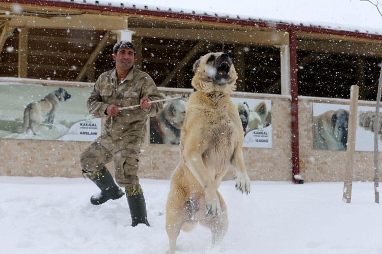 <p>Türkiye'deki bütün illerde de yaşıyorlar ama tüy rengi ve tüy yapısının orijinalliğini etkileyebiliyor. Bulunduğumuz rakımdaki Kangal köpeğinin tüyü, davranış özellikleri, hareketliliği, vücut gelişimi ve yapısıyla daha sıcak bölgede yetişen Kangallara göre kesinlikle farklı oluyor."</p>