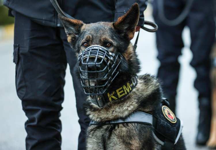 <p>Özkan, "Merkezimizde, Belçika Malinois, Alman Çoban Köpeği, Labrador, Golden, Cocker ve Border Collie cinsi köpekler bulunmaktadır.</p>