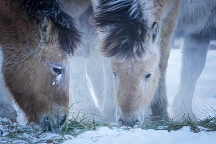 <p>Rusya'nın Saha Cumhuriyeti'ne bağlı Oymyakon kentinde hava sıcaklığı eksi 60 dereceye kadar düştü.</p>
