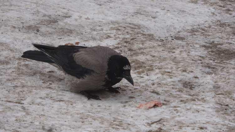 <p>ARDAHAN</p>