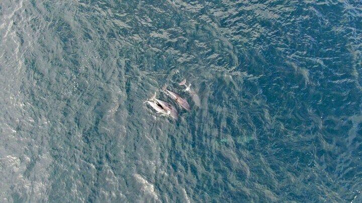 <p>İstanbul Boğazı&rsquo;nda sokağa &ccedil;ıkma kısıtlamasında ortaya &ccedil;ıkan yunus balığı s&uuml;r&uuml;s&uuml;, g&ouml;rsel ş&ouml;len oluşturdu.</p>
