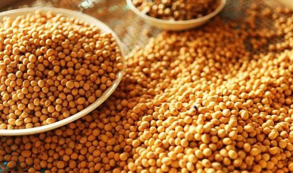 <p><strong>-Soya:</strong> Vücuda yoğun olarak fosfor alındığında, bunu vücuttan atmaya çalışan böbrekler çok yorulur hatta kimi zaman hasar görür. Soya ürünleri tüketimi fazladan fosfor alımının da önüne geçtiği için böbreklerin yıpranma riskini de ortadan kaldırmış olur.</p>

<p> </p>
