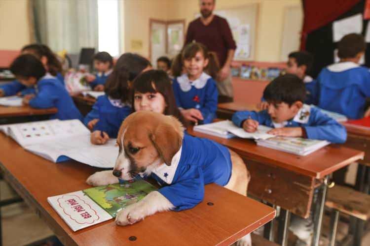 <p>Tokat'ın Turhal ilçesinde mezarlıkta bulunup okula getirilen "Fındık" isimli köpek, öğrencilerin ilgisiyle karşılandı. Forma da giydirilen Fındık, adeta okulun bir öğrencisi oldu ve derslere de alındı. Bir süre sonra “gençlik hastalığı”na yakalanan Fındık yaşamını yitirdi.</p>
<p> </p>