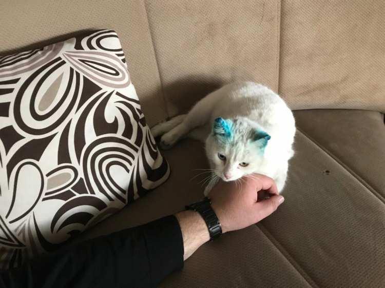 <p>Daha sonra kulağından kanamanın devam ettiğini g&ouml;r&uuml;nce veterinere g&ouml;t&uuml;rmek istedik. Veterinere g&ouml;t&uuml;rd&uuml;k, orada veterinerin kedinin kulaklarının kesilmiş olduğunu s&ouml;yledi. Bu bizi derinden &uuml;zd&uuml;, biz bir hastalık olduğuna inanmıştık, b&ouml;yle bir şey olabileceğini hi&ccedil; d&uuml;ş&uuml;nmedik. Kesilmiş olma ihtimali &ccedil;ok k&ouml;t&uuml; bir şey. B&ouml;yle bir şey yapıldıysa da Allah yapanları ıslah etsin" dedi.&nbsp;</p>
