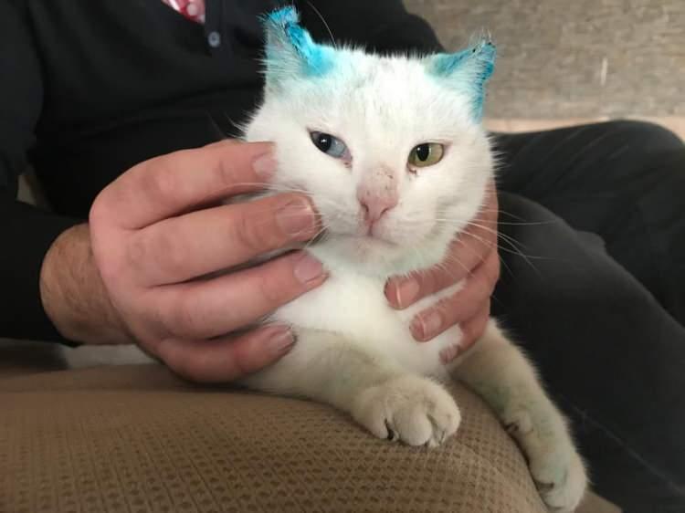 <div>'TEKRAR B&Ouml;YLE BİR CANİLİĞE MARUZ KALMAMASI İ&Ccedil;İN ELİMDEN GELENİ YAPACAĞIM&rsquo;&nbsp;</div>

<div>&nbsp;</div>

<div>Kedinin tedavisinin devam ettiğini ifade eden Serhan Yılmaz, &ldquo;Veterinerde kulağına pansuman yapıldı kanın durması i&ccedil;in. Şu anda burada himayemiz altında, bu s&uuml;reci g&uuml;venli bir şekilde ge&ccedil;irmesini sağlıyoruz. Kedinin hala aşıları ve tedavisi devam ediyor.</div>
