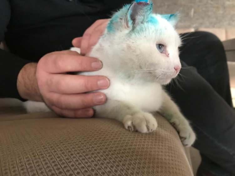 <p>Tedavisi bittikten sonra kendisi i&ccedil;in en g&uuml;venli yerin neresi olacağını gerek hayvan koruma dernekleri gerekse kendi &ccedil;evremizle karar vereceğiz. Tekrar b&ouml;yle bir caniliğe maruz kalmaması i&ccedil;in elimden geleni yapacağım&rdquo; diye konuştu.&nbsp;</p>
