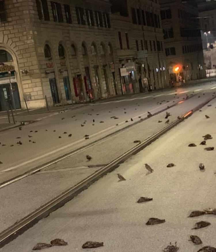 <p>Sosyal medyadaki görüntülerde Roma sokaklarında kuşların cansız bedenleri görüldü.</p>

