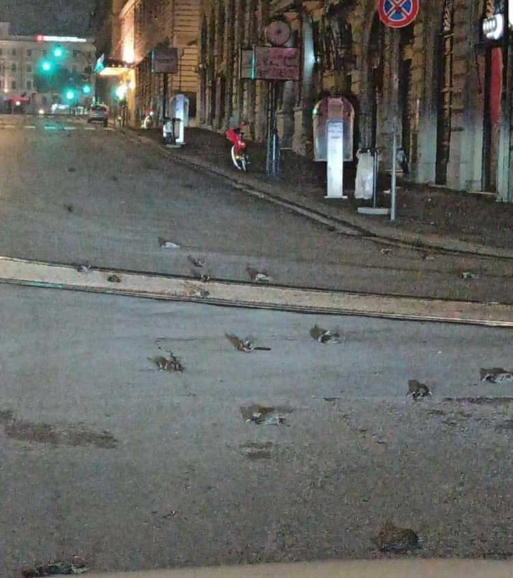 <p>KUŞLARIN CANSIZ BEDENLERİ YOLLARA DÖKÜLDÜ</p>