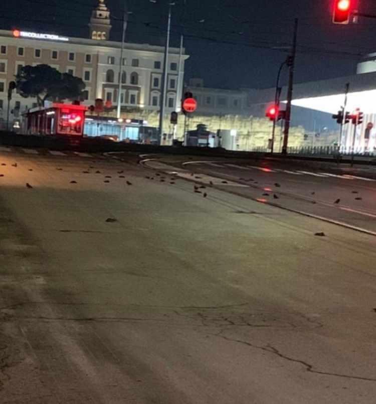 <p>Havai fişeklerin her yıl evcil ve yabani hayvanların yaralanmasına ve strese girmesine neden olduğunu belirten Diglio, şunları kaydetti:</p>