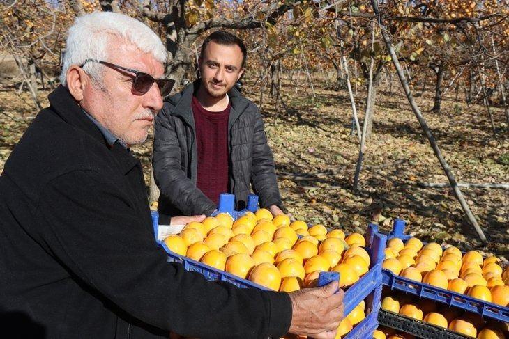 <p><span style="color:#B22222"><strong>EN FAZLA ÜRETİM ADANA'DA, ARTIŞ İSE ADIYAMAN'DA...</strong></span></p>
<p><span style="color:#000000"><strong>Akdeniz Üniversitesi Ziraat Fakültesi Bahçe Bitkileri Bölümü Dr. Öğr. Üyesi İlhamı Tozlu ise Trabzon hurmasının Akdeniz bölgesinde artan değeriyle ilgili bilgiler paylaştı.</strong></span></p>