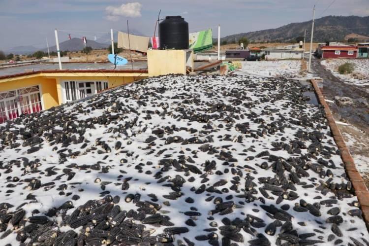 <p>Mayoral ayrıca, Puebla eyaletinde soğuk hava dalgası ve düşük sıcaklık koşullarının devam edeceğini belirterek, bunun eyaletin çeşitli yerlerinde tekrar kar yağışı görülmesine neden olabileceği konusunda vatandaşları uyardı.</p>