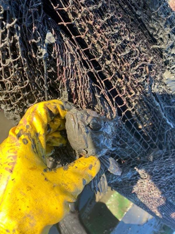 <p>Bizim amacımız burada ekosisteme faydalı olmak. Ekosistemlerin üzerini örten ağları kaldırarak bu bölgenin tekrar canlılar tarafından kullanılabilir hale gelmesini sağlamak" dedi.</p>