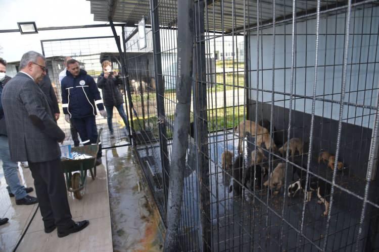 <p>"5199 sayılı Hayvanları Koruma Kanunu kapsamında oluşturduğumuz protokol ile civar belde ve belediye sınırları içindeki sokak canlarımıza da fayda sağlayacağız. Bu tesis, Trakya'nın en büyük ve en kapsamlı barınağı olma özelliğini taşıyor. Veteriner İşleri Müdürlüğümüzce oluşturulan protokolde, civar belde ve belediyeler rehabilite edilmesini istediği sokak hayvanlarını kendi imkanları ile bizlere getirip rehabilitasyonlarını gerçekleştirebilecekler. Yaralanmış, hastalanmış ya da benzeri bir neden ile rehabilite edilmesi gereken sokak hayvanının tedavisi bittiğinde ilgili belediyeye geri verilecek. Sokak hayvanı ilgili belediye adına küpelenerek kayıt altına alınacak. Bakımevi olmayan tüm civar belde ve belediyelerimizi, Keşan Belediyesi ile protokol yapmaya davet ediyoruz."</p>
<p> </p>