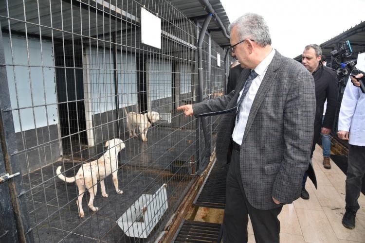 <p>Keşen Belediyesi veteriner hekimi Hasan Nural ise yasak ırkların 14 Ocak'a kadar kısırlaştırılıp kimliklendirilmesi ve çip taktırılması gerektiğini, aksi halde ceza uygulanacağını bildirdi.</p>