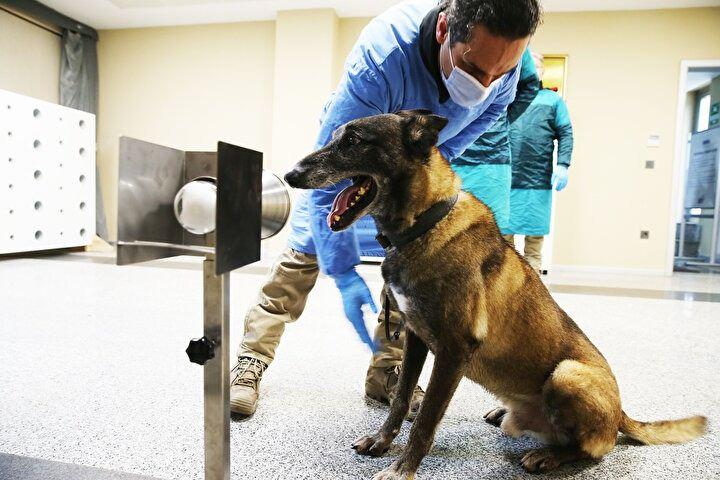 <p>K9 köpekler, güvenlik güçleri tarafından patlayıcı ve uyuşturucu maddelerin bulunmasında uzun yıllardır yardımcı elaman olarak kullanılıyor. Koku alma duyusu insanlarınkine göre çok daha gelişmiş olan bu hayvanlar, aynı zamanda burunları sayesinde insanlardaki bazı hastalıkları da algılayabiliyor.</p>
