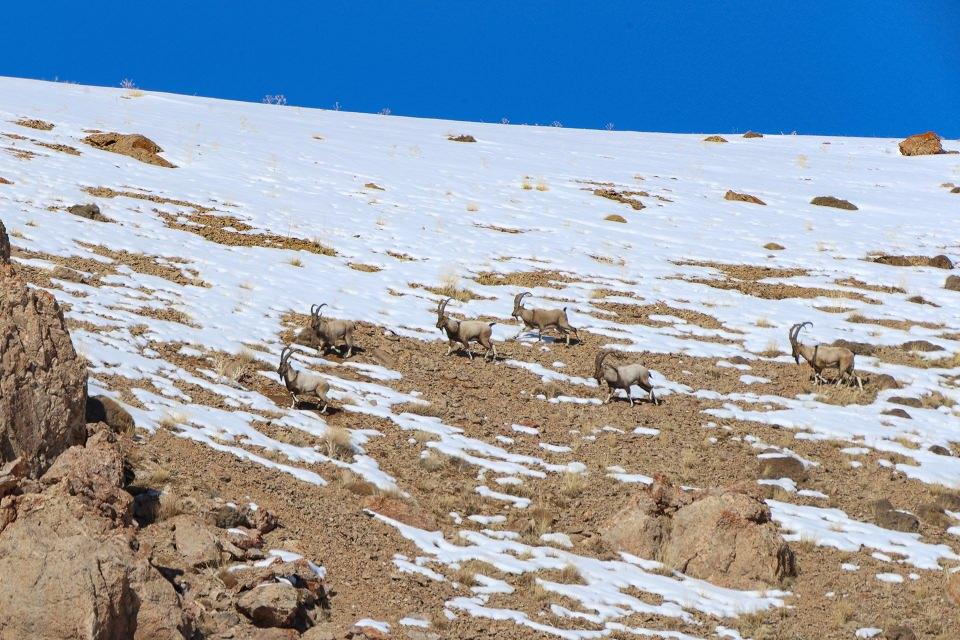 <p>Havanın kararmasıyla tekrar tırmanışa geçen yaban keçileri, buralardaki mağaralara sığınarak hem olumsuz hava şartlarına hem de yırtıcıların saldırılarına karşı korunarak hayatta kalmaya çalışıyor.</p>

<p> </p>
