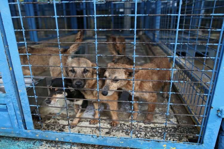 <p><strong>2021 YILINDA 6 BİN 991 SOKAK HAYVANINA EV SAHİPLİĞİ YAPTI</strong></p>

<p>Nil&uuml;fer Belediyesi Veteriner İşleri M&uuml;d&uuml;r&uuml; Sanem &Ccedil;etiner, &ccedil;alışmalar hakkında bilgi verdi.&nbsp;</p>
