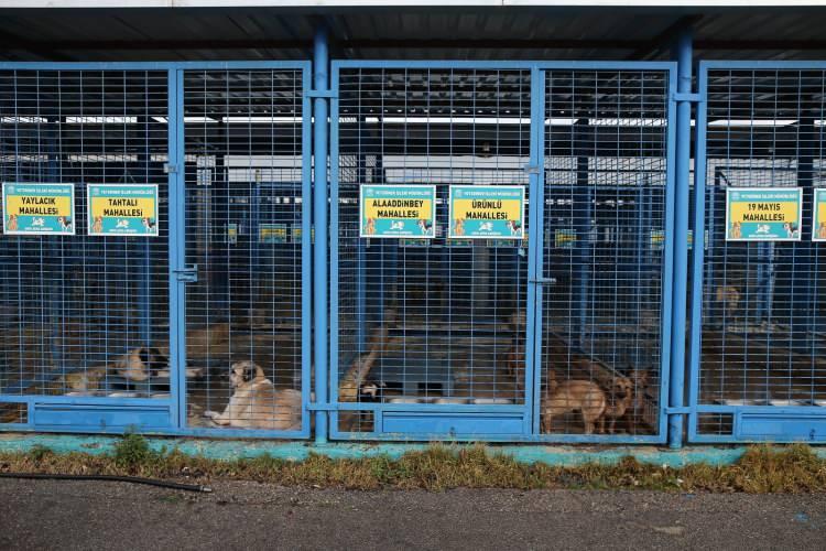 <p>Aldığımız canları bulunduğu b&ouml;lgelere bırakmaya &ouml;zen g&ouml;steriyoruz.&nbsp; Pandemiye rağmen 2 bin 16 kişi ziyarete gelmiş ve 604 tane sokak canımızı sahiplendirildi. Burası &ouml;m&uuml;r boyu hayvanların kalacağı bir tesis değil.</p>
