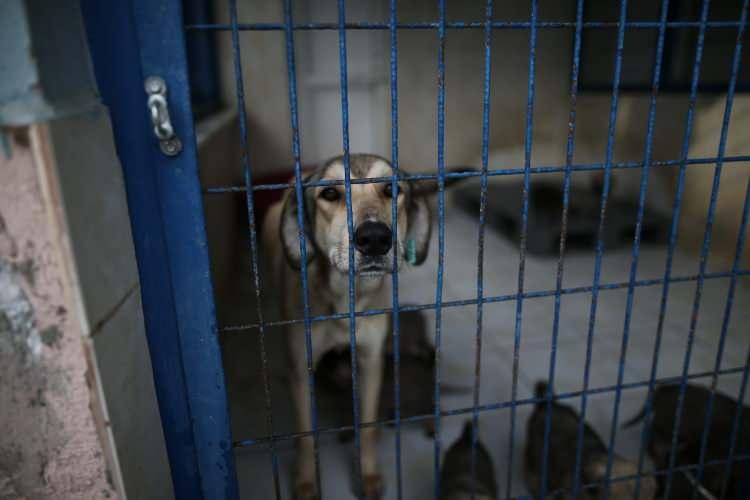 <p>&lsquo;Doğal Yaşam Alanı i&ccedil;inde &ouml;ncelikli olarak engelli, yasak ırklar ve yaşlı hayvanlar i&ccedil;in ortamlar hazırlanacak. Burada tedavileri ve rehabilitasyonları yapılan bu t&uuml;r hayvanlar &ouml;m&uuml;r boyu burada misafir edilecek.</p>
