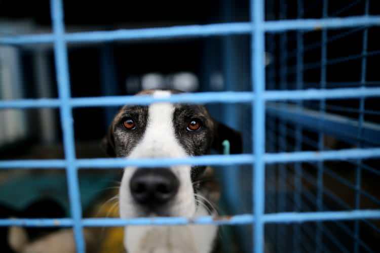 <p><strong>&ldquo;BU IRKLAR SAHİPSİZ DOLAŞAMAZ&rdquo;</strong></p>

<p>&nbsp;</p>

<p>14 Ocak&rsquo;ta yasaklı ırkların kayıt altına alınması i&ccedil;in son tarih olduğunun altını &ccedil;izen Sanem &Ccedil;etiner, &ldquo;Şu anda da yasaklı ırkın sokakta dolaşırken vatandaş bize haber veriyor. Biz onu almakla h&uuml;k&uuml;ml&uuml;y&uuml;z. Bu ırklar şu anda da sahipsiz dolaşamaz. Bu d&ouml;nemde sahipli ise &ccedil;ipini taktıracak, kısırlaştıracak ve kendinin olacak.</p>
