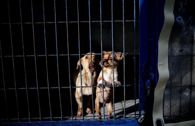 <p>Bundan sonra biz değişik bir şey yapmayacağız. Şu anda yasak ırkların t&uuml;m sorumlulukları sahiplerindedir. Onların kesinlikle kayıt altına aldırması gerekiyor. B&ouml;ylece eğer salınırsalar sokaklara kimin oldukları bilinecek. Bu &ccedil;ok &ouml;nemli bir şey. Nil&uuml;fer&rsquo;de bu d&ouml;nemde pitbullarla ilgili yoğun şikayet almıyoruz. STK&rsquo;larında kayıt altına aldırmaya ve sahiplendirmek noktasında b&uuml;y&uuml;k &ccedil;abaları var. Hepsine teşekk&uuml;r ediyorum&rdquo; ifadelerini kullandı.</p>

<p>&nbsp;</p>
