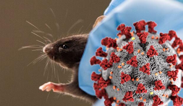 <p>NTV'de yer alan habere göre Çin Bilimler Akademisi tarafından yapılan yeni araştırmaya göre, koronavirüsün Omicron varyantı (B.1.1.529) farelerde evrimleşti ve insanlara geri sıçradı.</p>

