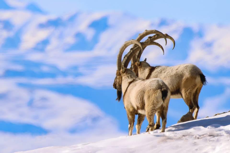 <p>Dünya Doğa Koruma Birliğinin (IUCN) yayımladığı Nesli Tükenme Tehlikesi Altında Olan Türlerin Kırmızı Listesi'nde bulunan yaban keçileri, ilçenin Norduz bölgesi Pagan Dağı'nda popülasyonlarıyla dikkati çekiyor.</p>

<p> </p>
