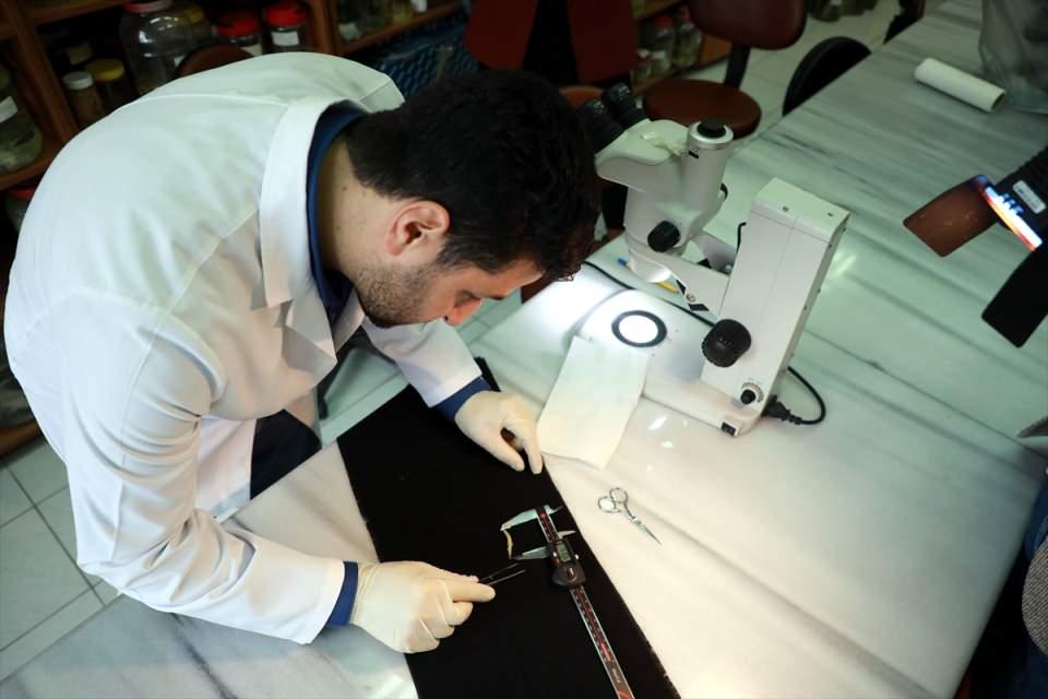 <p><strong>- "DNA örneklerini GenBank'a yükleyeceğiz"</strong><br />
</p>
<p>"Batman bantlı çöpçü balığı"nın ilk tanımlamasının 1974'te yapıldığını hatırlatan Oral, "Günümüz şartları ile değerlendirmemek lazım. O dönemde fotoğraflarla genetik verilerle çalışma yok. PCR henüz keşfedilmemiş. Dolayısıyla bu türe ait elimizdeki tek veri çizimlerde. Biz bugün 21. yüzyılda kullandığımız bütün teknolojik aletlerden, fotoğraflardan, genetik verilerden bahsedebiliriz. Bu anlamda araştırmacılarız, türe ait ilk gen verilerini, DNA dizilimini de GenBank'a yükleyecek. O anlamda çok keyifli ve gururluyuz. Çok yakın zamanda DNA örneklerini GenBank'a yükleyeceğiz." değerlendirmesinde bulundu.</p>