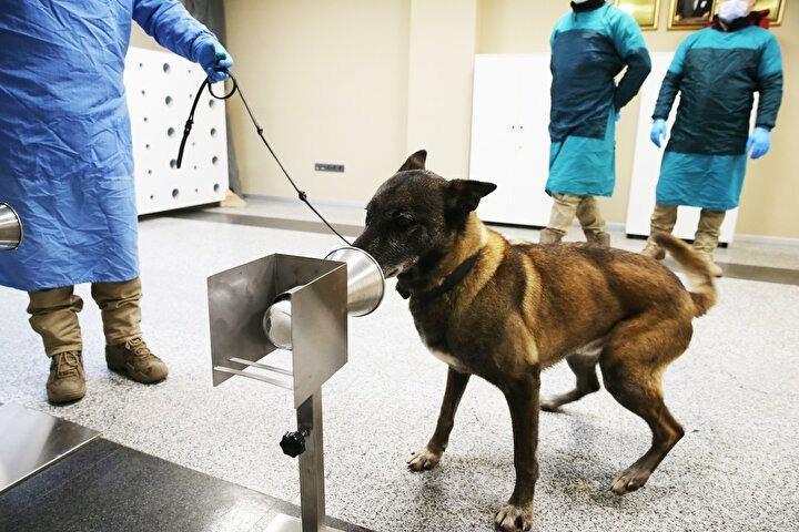 <p>Patlayıcı ve uyuşturucu maddelerin bulunmasında kullanılan K9 köpeklerinin, Kovid-19 hastalarını da yaydıkları kokudan ayırt ettikleri yapılan eğitim ve deneylerle ortaya konuldu.</p>

