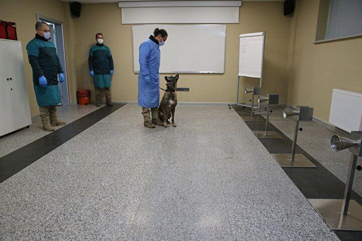 <p>Merkezi İstanbul'da bulunan bir güvenlik şirketi de pozitif Kovid-19 vakalarının tespitinde yurt dışında daha önce benzer denemeler yapılan K9 köpeklerinin kullanılmasını içeren bilimsel bir çalışma yaptı. Bu kapsamda Bakırköy Dr. Sadi Konuk Eğitim ve Araştırma Hastanesi, İstanbul Üniversitesi-Cerrahpaşa Cerrahpaşa Veteriner Fakültesi ve TAV Güvenlik tarafından başlatılan ve yaklaşık bir yıldır süren çalışmalarda sona gelindi.</p>
