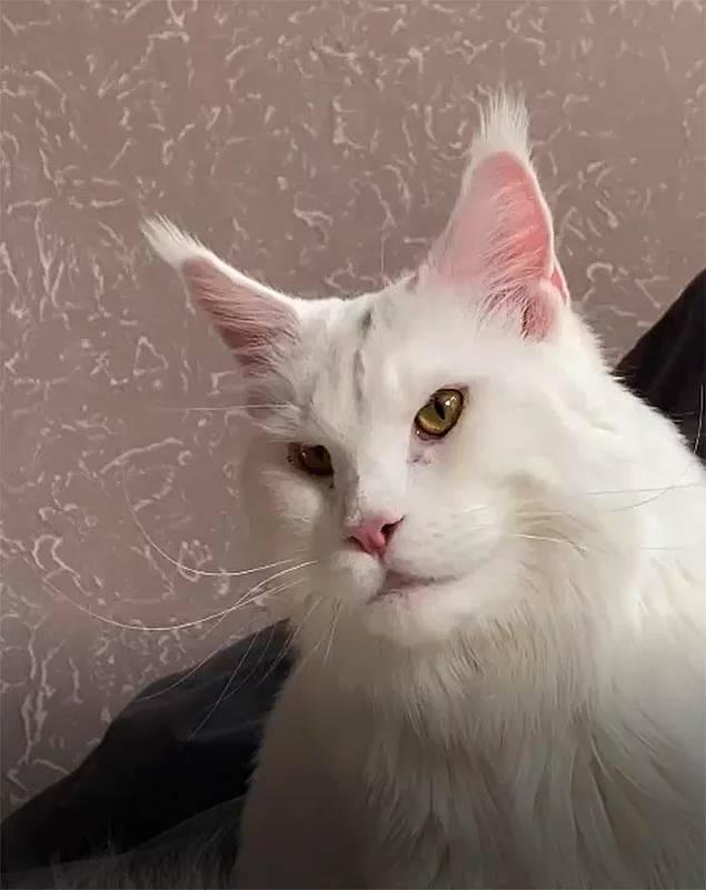 <p>İki yaşından küçük bir Maine Coon kedi yavrusu, şimdiden 12,5 kg ağırlığıyla dünyanın en büyük kedisi olma yolunda ilerliyor. Rusya’da küçük bir kasaba olan Stary Oskol'da sahibi Yulia Minina ile birlikte yaşayan “Kefir” adlı kedi o kadar büyük ki, insanlar onu genellikle köpek sanıyor.</p>
<p> </p>