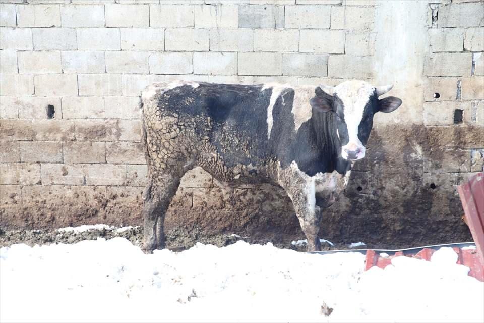 <p>40 büyükbaş hayvanının telef olduğunu anlatan Ağca, "Enkaz altından kurtarılan 50 yaralı hayvanlarımızı da kesime gönderdik. Çok üzgünüz, bizim gibi farklı ahırlarda da çökmeler meydana geldi." dedi.</p>

<p> </p>
